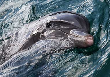 Dolphin